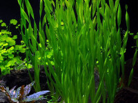 Снимка на Vallisneria biwaensis, ( Lowden, 1982)